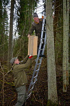 Researchers fitting Siberian flying squirrel (Pteromys volans) nest box to tree. Mature mixed forest, Estonia. April 2018. Model released.