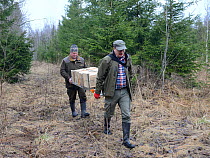 Researchers carrying ladder and nest boxes for Siberian flying squirrel (Pteromys volans). Mature mixed forest, Estonia. April 2018. Model released.