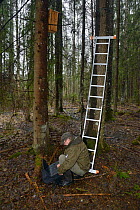 Researcher using laptop to check trailcam footage of Siberian flying squirrel (Pteromys volans) nest box in mature mixed forest. Near Lisaku, Estonia. April 2018. Model released.