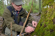 Researcher collecting Siberian flying squirrel (Pteromys volans) droppings below an old deciduous tree with an occupied nest hole. Muraka Forest Reserve, near Lisaku, Estonia. April 2018. Model releas...