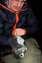 Researcher examining and sexing Siberian flying squirrel (Pteromys volans) prior to fitting radio collar. Muraka Forest Reserve, near Lisaku, Estonia. April 2018. Model released.