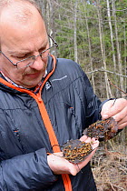 Researcher examining Siberian flying squirrel (Pteromys volans) droppings. Mature mixed forest, near Lisaku, Estonia. April 2018. Model released.