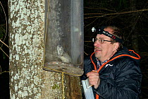 Researcher inspecting a Siberian flying squirrel (Pteromys volans) caught in trap on old Aspen (Populus tremula) tree with occupied nest hole. Muraka Forest Reserve, near Lisaku, Estonia. April 2018....