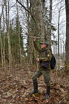 Researcher radio tracking Siberian flying squirrel (Pteromys volans) in mature mixed forest. Muraka Forest Reseve, near Lisaku, Estonia. April 2018. Model released.