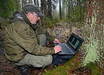Researcher reviewing trailcam footage on laptop of Siberian flying squirrel (Pteromys volans) emerging from nest hole in Aspen (Populus tremula) tree at night. Mature mixed forest, near Lisaku, Estoni...