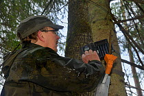 Researcher setting trailcam to monitor Siberian flying squirrel (Pteromys volans) nest hole. Mature mixed forest, near Lisaku, Estonia. April 2018. Model released.
