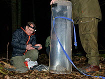 Research team preparing to radio collar Siberian flying squirrel (Pteromys volans) caught in a trap. Muraka Forest Reserve, near Lisaku, Estonia. April 2018. Model released.