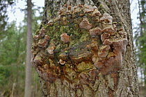 Aspen (Populus tremula) with Aspen trunk rot / False tinder conk mushroom (Phellinus tremulae). Trees with rotten cores provide ideal nest holes for the Siberian flying squirrel (Pteromys volans). Mur...