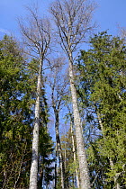 Downy birch (Betula pubescens) trees in mixed woodland, the tree on the left houses a Siberian flying squirrel (Pteromys volans) nest hole. Near Lisaku, Estonia. April.