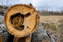 Felled Aspen (Populus tremula) trees with tit nests in hollows. Treeholes suitable for Siberan flying squirrel (Pteromys volans). Near Lisaku, Estonia. April 2018.