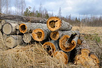 Felled Aspen (Populus tremula) trees with tit nests in hollows. Treeholes suitable for Siberan flying squirrel (Pteromys volans). Near Lisaku, Estonia. April 2018.