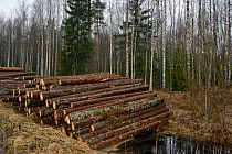 Felled conifers stacked at edge of forest.Near Muraka Forest Reserve, a rare surviving home for the Siberian flying squirrel (Pteromys volans). Estonia. April 2018.