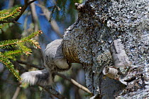 Siberian flying squirrel (Pteromys volans) entering nest hole in Downy birch (Betula pubescens) tree trunk. Mature mixed forest, near Lisaku, Ida Virumaa, Estonia. April.