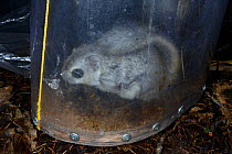 Siberian flying squirrel (Pteromys volans) caught in trap, prior to fitting of radio collar. Muraka Forest Reserve, near Lisaku, Estonia. April.