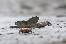Great blue spotted mudskipper (Boleophthalmus pectinirostris) resting on ud at low tide, surrounded by crabs. Kyushu Island, Japan. August.