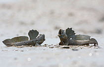 Great blue spotted mudskipper (Boleophthalmus pectinirostris), two males in territorial fight. On mud at low tide, Kyushu Island, Japan. August.