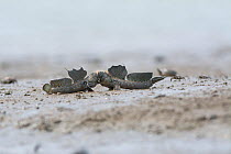 Great blue spotted mudskipper (Boleophthalmus pectinirostris), two males attacking each other in territorial fight. On mud at low tide, Kyushu Island, Japan. August.