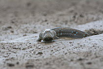 Great blue spotted mudskipper (Boleophthalmus pectinirostris) emerging from burrow in mud at low tide. Kyushu Island, Japan. August. August.