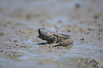 Great blue spotted mudskipper (Boleophthalmus pectinirostris) with mouth open in aggression, on mud at low tide. Kyushu Island, Japan. August.