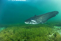 Wels catfish (Silurus glanis) swimming at bottom of Lake Neuchatel. Switzerland. September.