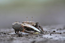 Crab (Uca sp) with large pincer, in mud. Kyushu Island, Japan. August.