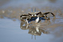 Japanese mud crab (Macrophthalmus japonicus) feeding in mud, reflected in water. Kyushu Island, Japan. August.