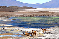 Vicuna (Vicugna vicugna), herd in salt flat at edge of lake. Salar de Ascotan, Chile. September 2018.
