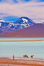 Vicuna (Vicugna vicugna) four amongst salt deposits on shore of Laguna Bianca with Andes mountains in background. Salar de Ascotan, Chile. September 2018.