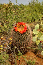 Fishhook barrel cactus (Ferocactus wislizeni) flowering besides Prickly pear (Opuntia sp), in desert. Arizona.