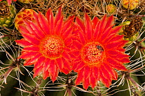 Fishhook barrel cactus (Ferocactus wislizeni), two flowers with bee pollinating. Arizona.