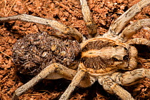 Wolf spider (Lycosidae) female with young on back. Captive.
