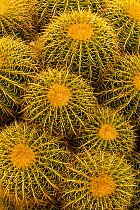 Golden barrel cactus (Echinocactus grusonii). Endemic to Mexico.