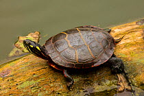 Painted turtle (Chrysemys picta) on log in water. Maryland. September.