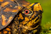 eastern box turtle (Terrapene carolina carolina) , adult male, Maryland