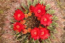 Fishhook barrel cactus (Ferocactus wislizeni) flowering. Arizona.