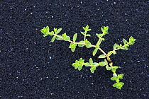 Green plant growing out of black sand, Vik i Myrdal, on South Coast of Iceland.