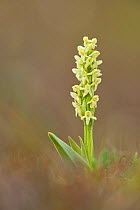 Northern green orchid (Platanthera hyperborea), Iceland, Europe.