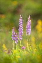 Fragrant orchid (Gymnadenia conopsea), Visic Pass, Triglav National Park, Slovenia