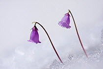 Snowbell (Soldanella alpina) flowering on edge of snow patch, Mangart Pass, Triglavski National Park, Julian Alps, Slovenia.