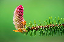 Norway Spruce (Picea abies) branch with cone, Dorset, England, UK.