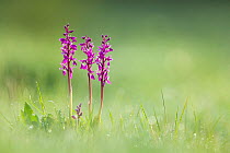 Early Purple Orchid (Orchis mascula), Hardington Moor NNR, Somerset, UK.