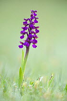 Green-winged Orchid (Orchis morio), Hardington Moor NNR, Somerset, UK.