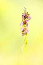 Bee orchid (Ophrys apifera), Powerstock Common, Dorset Wildlife Trust, Dorset, England, UK.