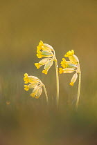Cowslip (Primula veris), Hardington Moor NNR, Somerset
