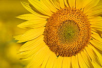 Sunflower (Helianthus annuus) Alpes-de-Haute-Provence, France.