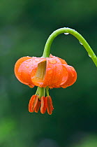 Carniolan lily (Lilium carniolicum), Gorenjska, Slovenia.