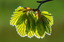Backlit Beech (Fagus sylvatica) leaves and buds, Dorset, UK, May.