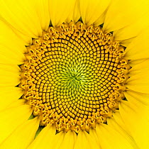 Close up of a sunflower (Helianthus annuus) head, Provence, France.