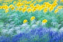 Abstract image of sunflowers (Helianthus sp.) and lavender (Lavandula sp.), Valensole Plateau, Provence, France.