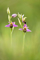 Bee orchids (Ophrys apifera), Badbury Rings, Wimborne, Dorset, England, UK.